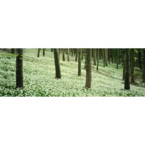 Deciduous Woodland with Ramsons Winterbourne Abbas, Dorchester, Dorset 