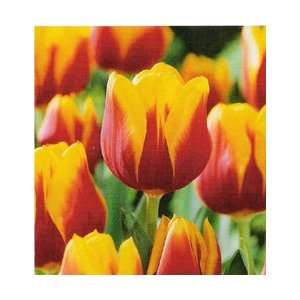  8 Triumph Kees Nelis Tulip Flower Bulbs Patio, Lawn 