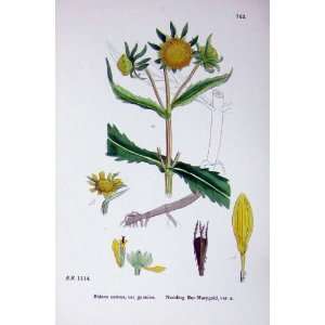   Plants C1902 Nodding Blue Marygold Bidens Cernua