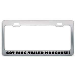  Got Ring Tailed Mongoose? Animals Pets Metal License Plate 