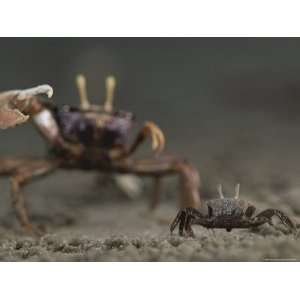  Pincer Claw of a Full Size Ghost Crab Moves toward a 