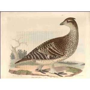  Reprint Sharp tailed Grous 1828