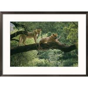  Two African lions are resting on a tree branch Framed Art 