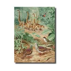  An Illustration Of Coatis And Various Birds Unique To 