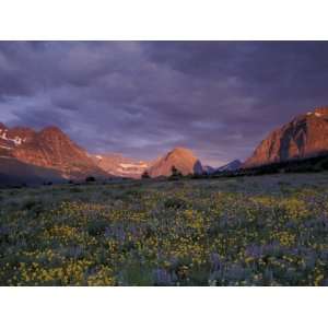 Sunrise with Wildflowers, Glacier National Park, Montana, USA Premium 