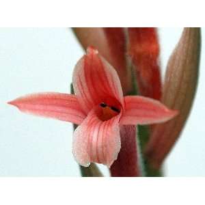  Vanguard Fireball Orchid Plant   Stenosarcos   6 Pot 