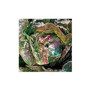  Lettuce Butterhead Pirat Patio, Lawn & Garden