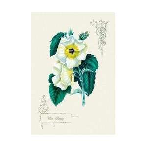  White Beauty 12x18 Giclee on canvas