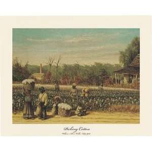  Picking Cotton Poster Print