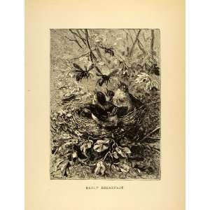  1885 Lithograph Nestling Chicks Birds Nest Bees Tree 