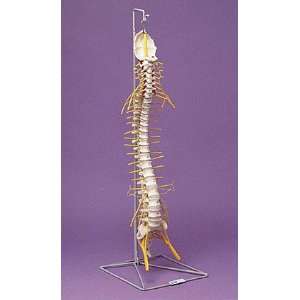  Nasco   Spinal Column with Nerves Industrial & Scientific