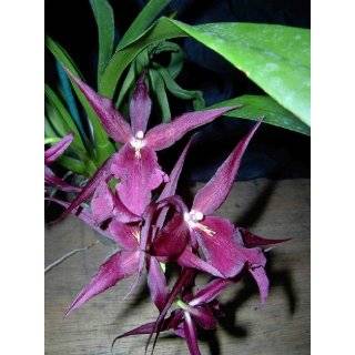 fragrant miltassia royal robe oncidium orchid sign up to be notified 