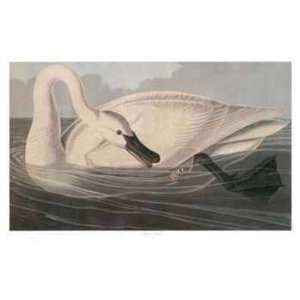 Trumpeter Swan by M. Bernard Loates, 40x27