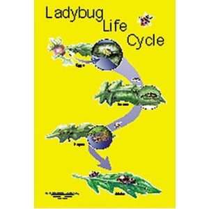  Ladybug Life Cycle Poster Industrial & Scientific