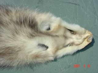 Beautiful full cased skinned opossum pelt approx. Large size. Cased 
