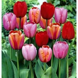  Plant to Impress Darwin Tulip Mix 10 Bulbs   NEW Patio, Lawn