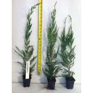 100 Leyland Cypress Trees 14 16 Inches Tall Patio, Lawn 