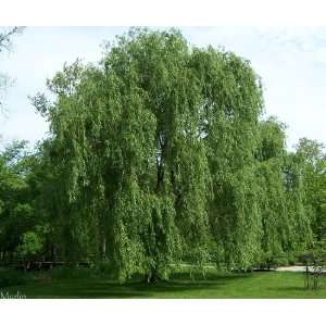  3 Niobe Golden Weeping Willow 1 2 foot Bareroot tree 