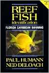 Reef Fish Identification Florida Caribbean Bahamas