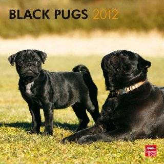 Pugs, Black 2012 Square 12X12 Wall Calendar (Multilingual Edition) by 
