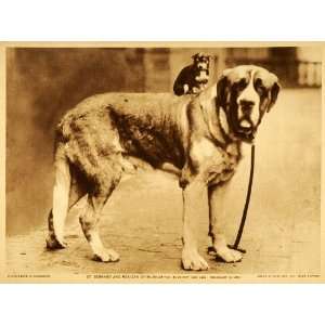  1918 Photogravure St. Bernard Chihuahua Big Dog Breeds 