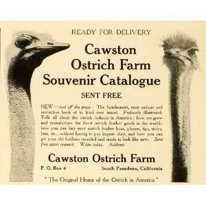 1906 Ad Cawston Ostrich Farm Farm Catalogue Book Feather Goods Plumes 