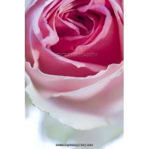  Spray rose (Rosa andamp;apos;Mimi Edenandamp;apos;) Framed 