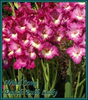 40 Gladiolus Corms ***53 Species Inside*** You Pick & Choose 