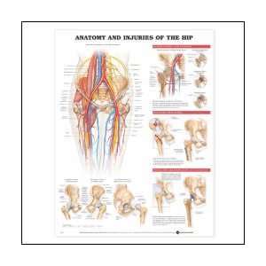  Anatomy and Injuries of the hip Anatomical Chart 20 X 26 