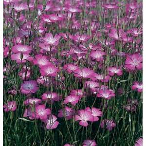   Agrostemma Purple Queen 80 Seeds per Packet Patio, Lawn & Garden