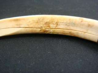Vintage Wild Boar Tusk Tooth  