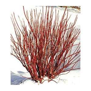  Cornus sericea Arctic Fire™ Patio, Lawn & Garden