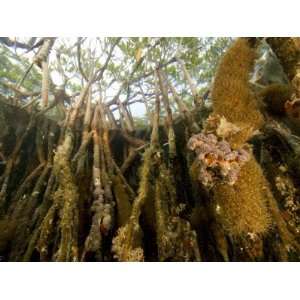 Rich Invertebrate Life Growing Underwater on Red Mangrove 
