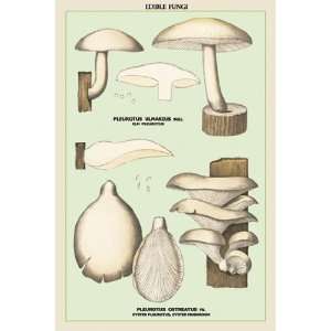 Oyster Mushroom by Unknown 12x18 