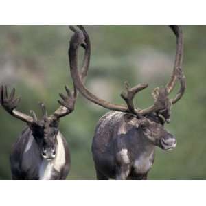  Bull Caribou on Thorofare Pass, Denali National Park 