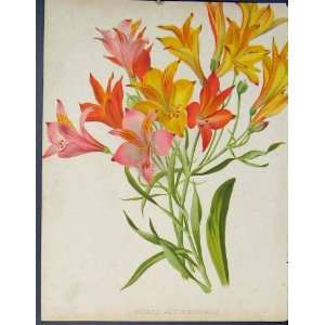  Hybrid Alstroemerias Colour Flower Fine Art Old Print 