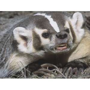  American Badger Snarling and Showing Showing its Long 