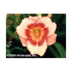  Daylily   Strawberry Candy Perennial Flower   One Gallon 
