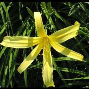  5 Fans of Kindly Light Daylilies Patio, Lawn & Garden