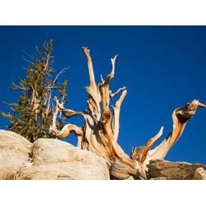 Ancient Bristlecone Pine Forest, Inyo National Forest, California, USA 