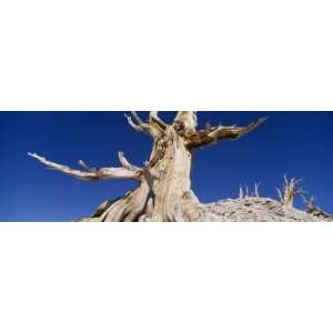  in the Forest, Inyo National Forest, Ancient Bristlecone Pine Forest 