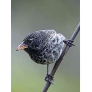  Cactus Finch, Geospiza Scandens Intermedia, Santa Cruz 