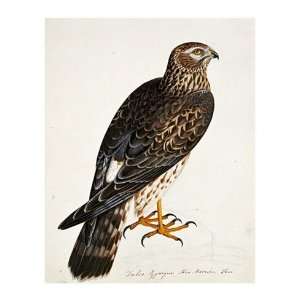 Falco Pygargus, Hen Harrier, Fem by Rev. Christopher 