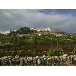  Vineyard on a Landscape and a Town in the Background 