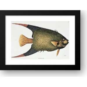 Angel Fish, Natural History of Carolina, Florida & Bahamas 30x23 