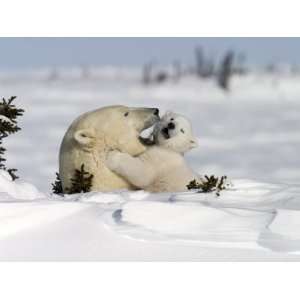 Polar Bear with a Cub, (Ursus Maritimus), Churchill, Manitoba, Canada 