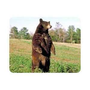 Brown Bear Coasters