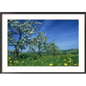 Apple Orchards in Spring, Trees in Bloom Collections Framed 