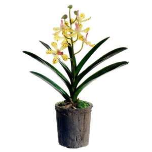  14.5 Vanda Orchid Plant in Terra Cotta Pot Yellow Gold 