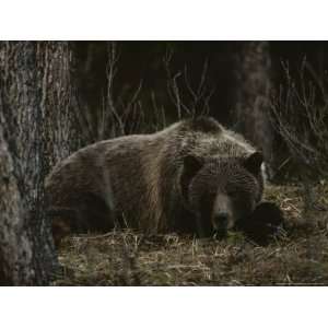  Grizzly Bear (Ursus Arctos Horribilis) Lying Down in the 